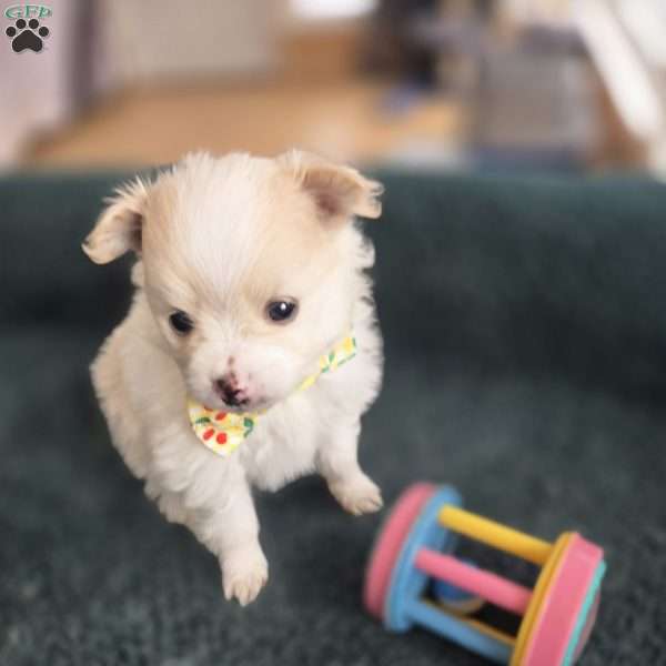 Eric, Pomeranian Puppy